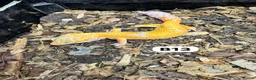 Leopard Gecko reptiles for sale: Available Rescue Looking for Their Forever Homes - Advert 19
