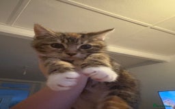 Domestic Shorthair cats for sale: Two beautiful domestic shorthair kittens - Image 8