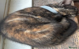 Mixed Breed cats for sale: 1/4 Maincoon dog friendly tortoiseshell girl - Image 13
