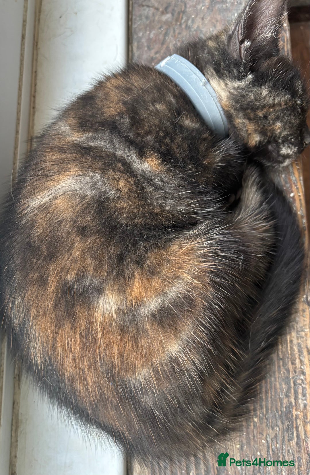 Mixed Breed cats for sale: 1/4 Maincoon dog friendly tortoiseshell girl - Image 13