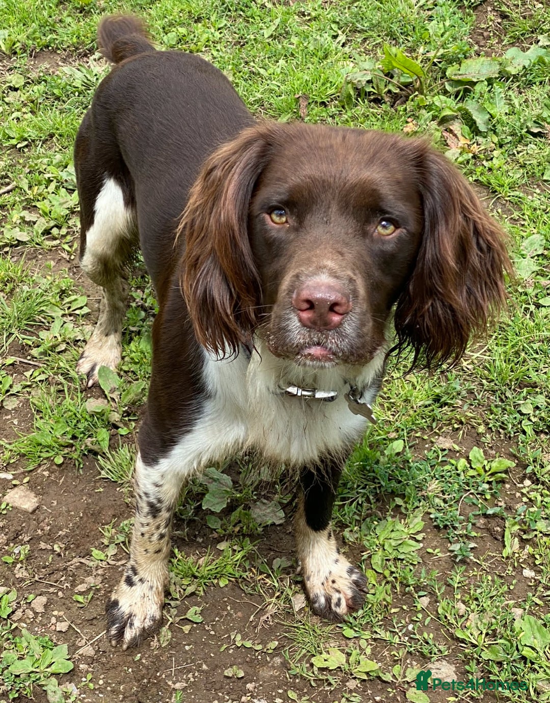English Springer Spaniel dogs for sale: Quality English springer spaniel puppies  - Advert 16