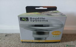 Bearded Dragon reptiles for sale: Bearded Dragon and full set up - Advert 8