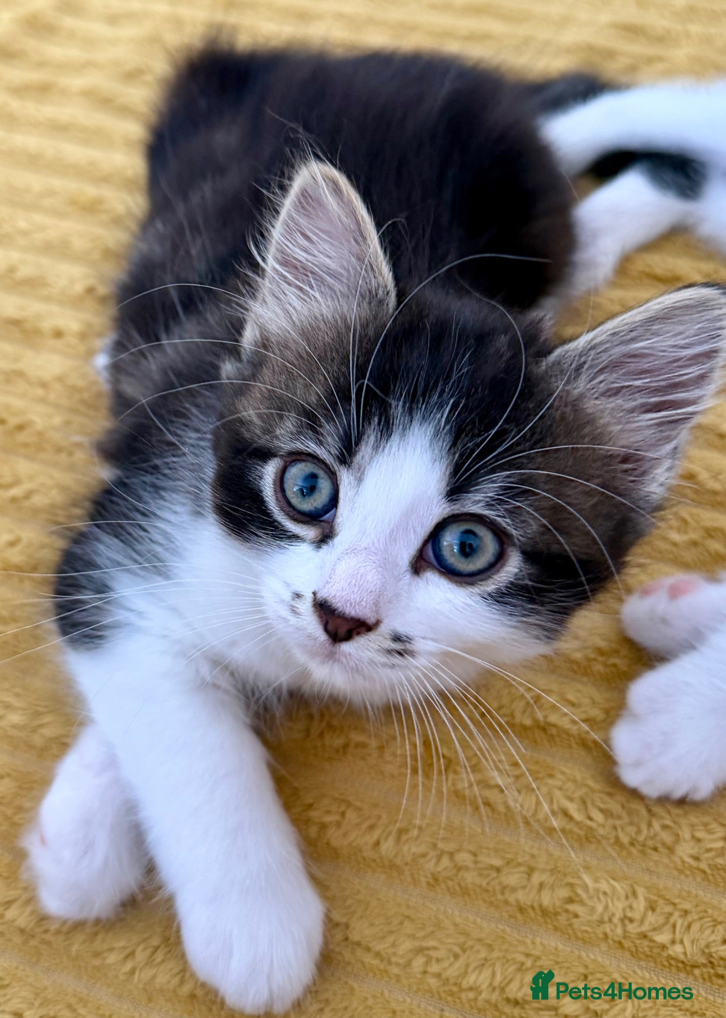 Mixed Breed cats  5 Adorable Tabby Kittens for Loving Homes - Advert 2