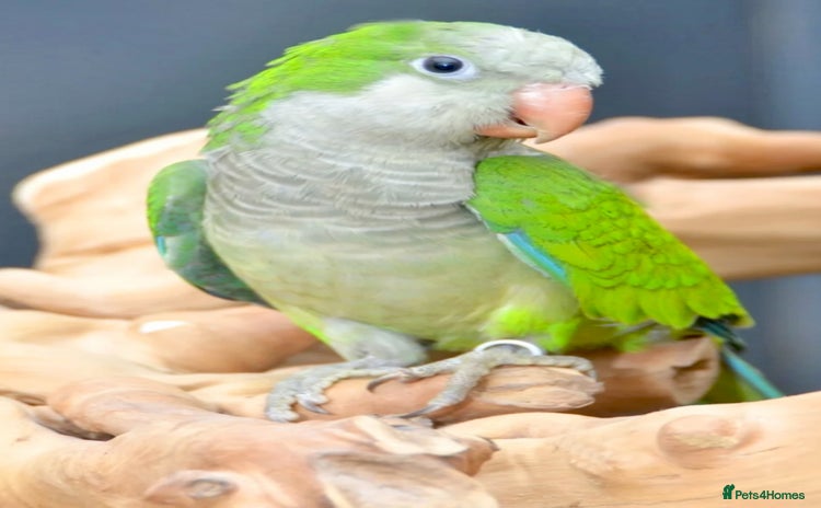 Parrots birds - Advert 17