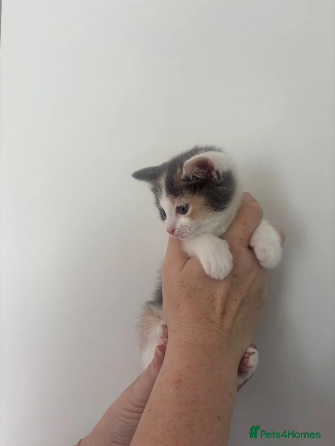 Ragdoll cats for sale: Half-Ragdoll kittens  - Advert 17
