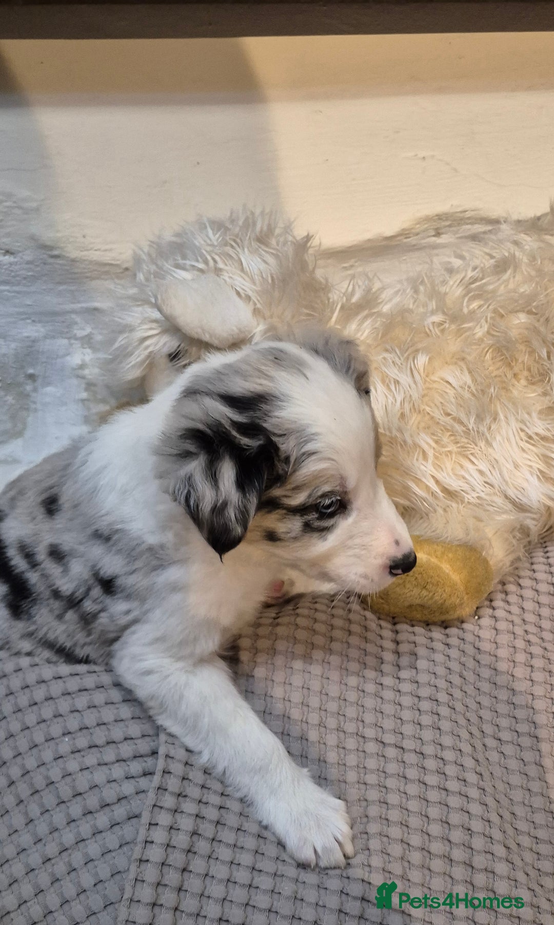 Border Collie dogs for sale: Blue Merles puppies  - Advert 8