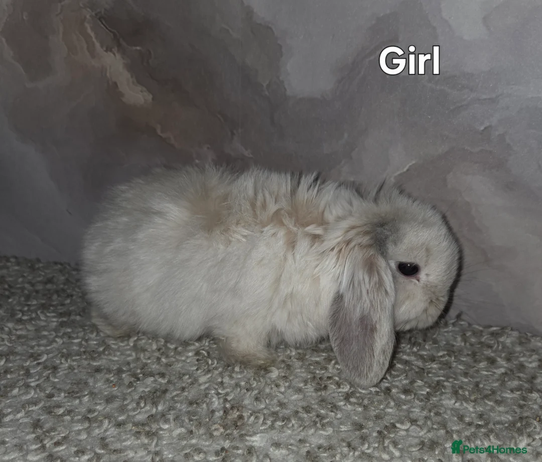 Mini Lop rabbits for sale: PURE MINI LOP BUNNIES ( All COLOURS) - Advert 31