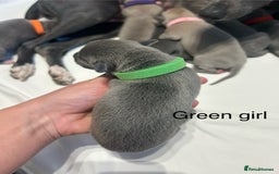 Whippet dogs for sale: Stunning KC whippet puppies  - Image 6
