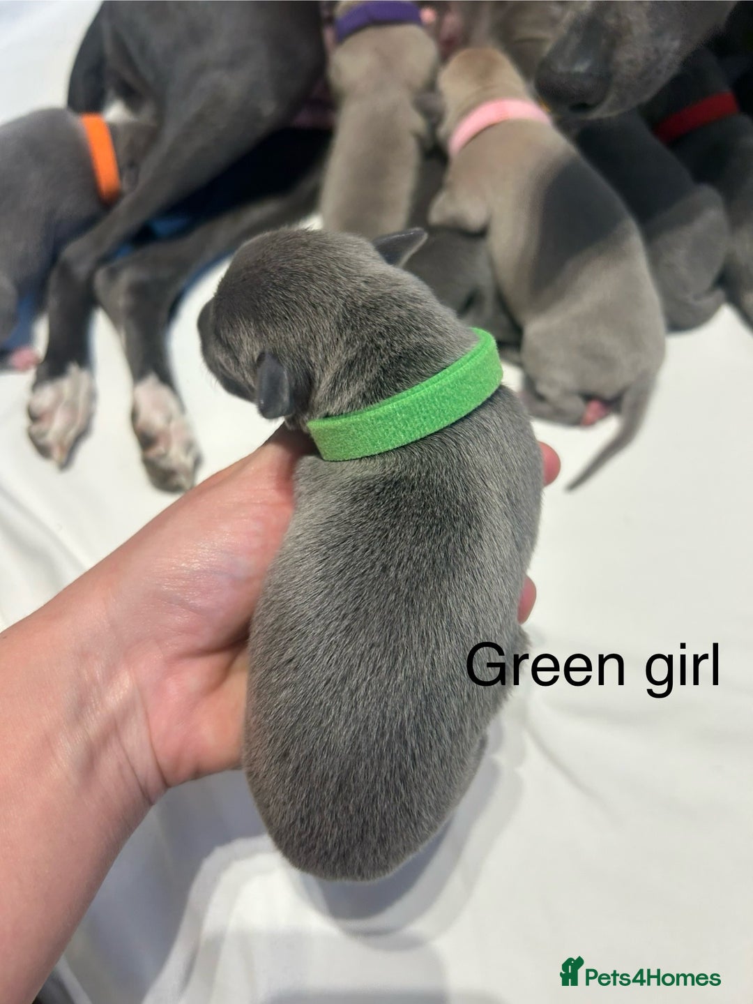 Whippet dogs for sale: Stunning KC whippet puppies  - Image 6