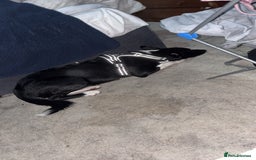 Border Collie dogs for sale: Border collie pup - Image 1