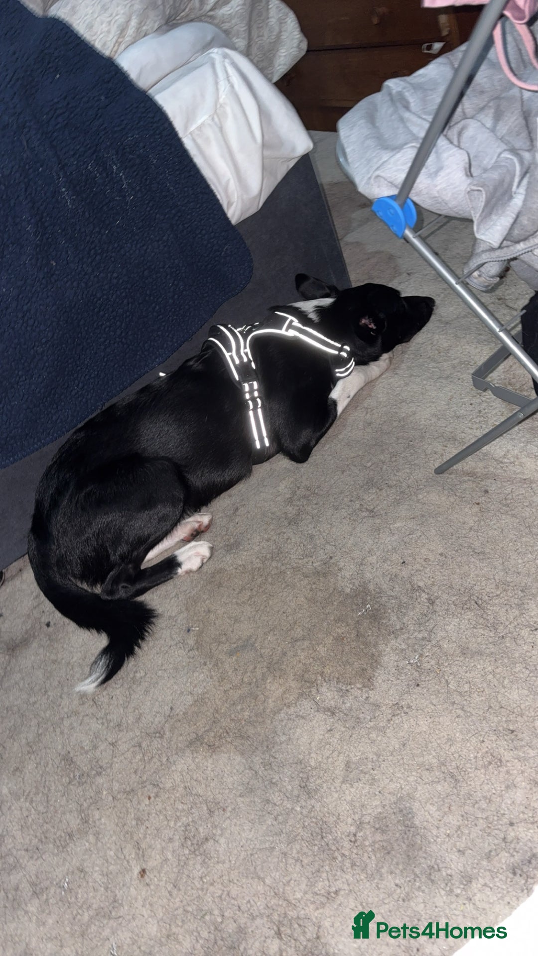 Border Collie dogs for sale: Border collie pup - Image 1