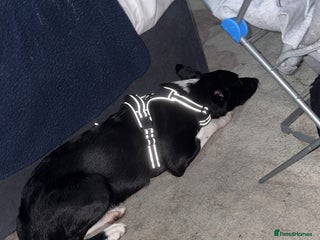 Border Collie dogs for sale - Advert 1