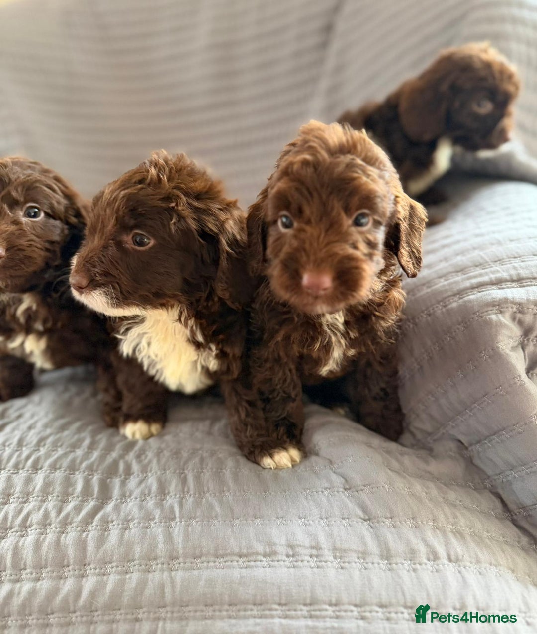 Cockapoo dogs for sale: Cockapoo puppies  - Advert 20