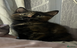 Mixed Breed cats for sale: Beautiful playful female kitten - Image 2