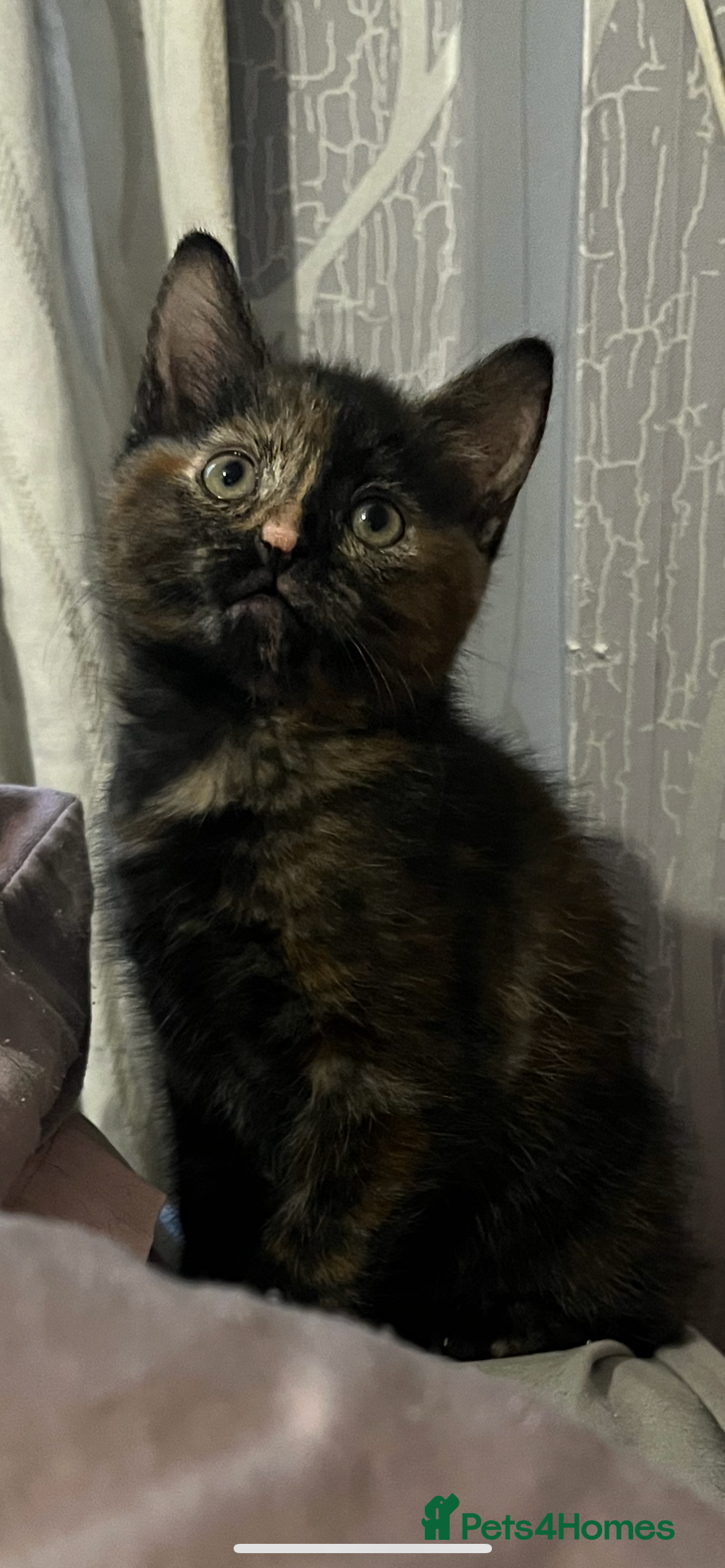 Mixed Breed cats for sale: Beautiful playful female kitten - Image 2