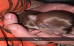 Chihuahua dogs for sale: 4 chihuahua girls - Advert 19