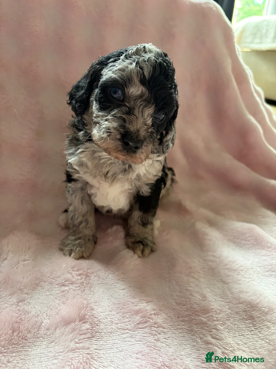 Cockapoo dogs for sale: TOP CLASS PUPPIES  - Advert 1