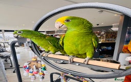Parrots birds for sale: Parrots  - Image 11