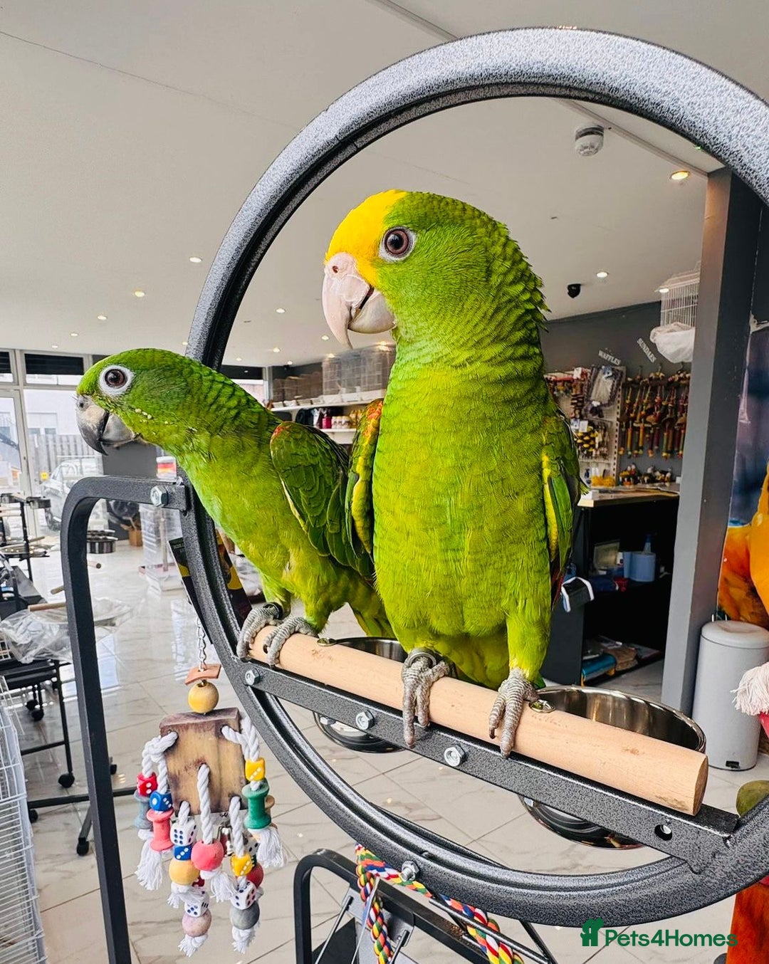 Parrots birds for sale: Parrots  - Image 11