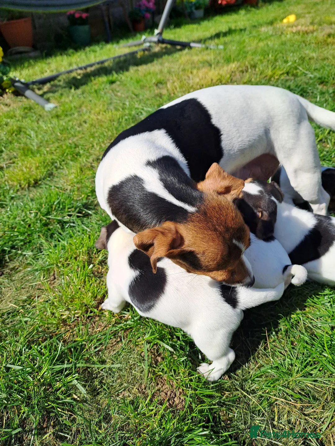 Jack Russell dogs for sale: Pure gorgeous Jack Russell miniature  - Advert 11