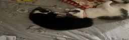 Mixed Breed cats for sale: Mittens - 9 months old female  in Sheffield - Advert 11