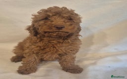 Cavapoo dogs for sale: Extensively Health Tested F1BB Cavapoo Puppies - Image 12