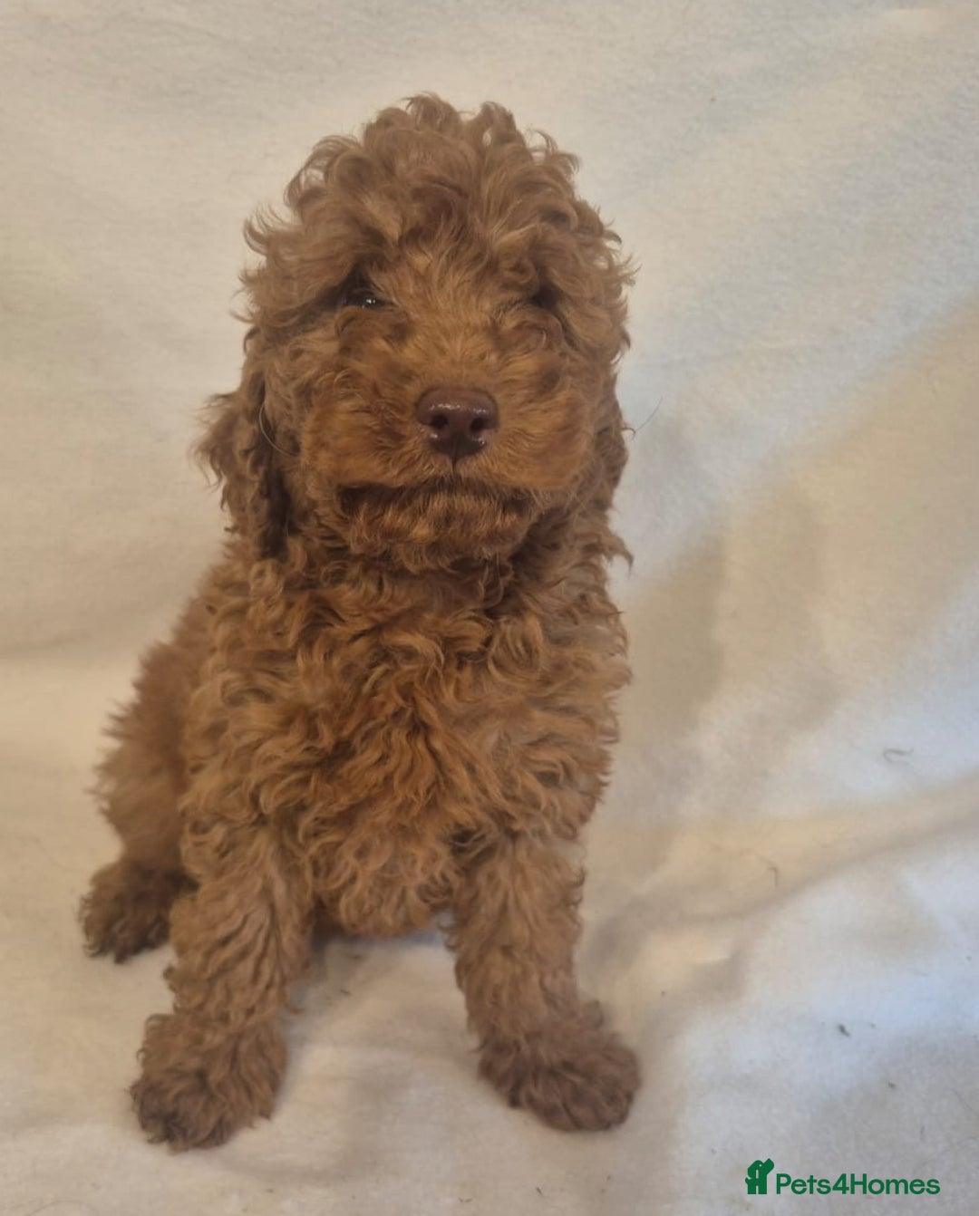 Cavapoo dogs for sale: Extensively Health Tested F1BB Cavapoo Puppies - Image 12