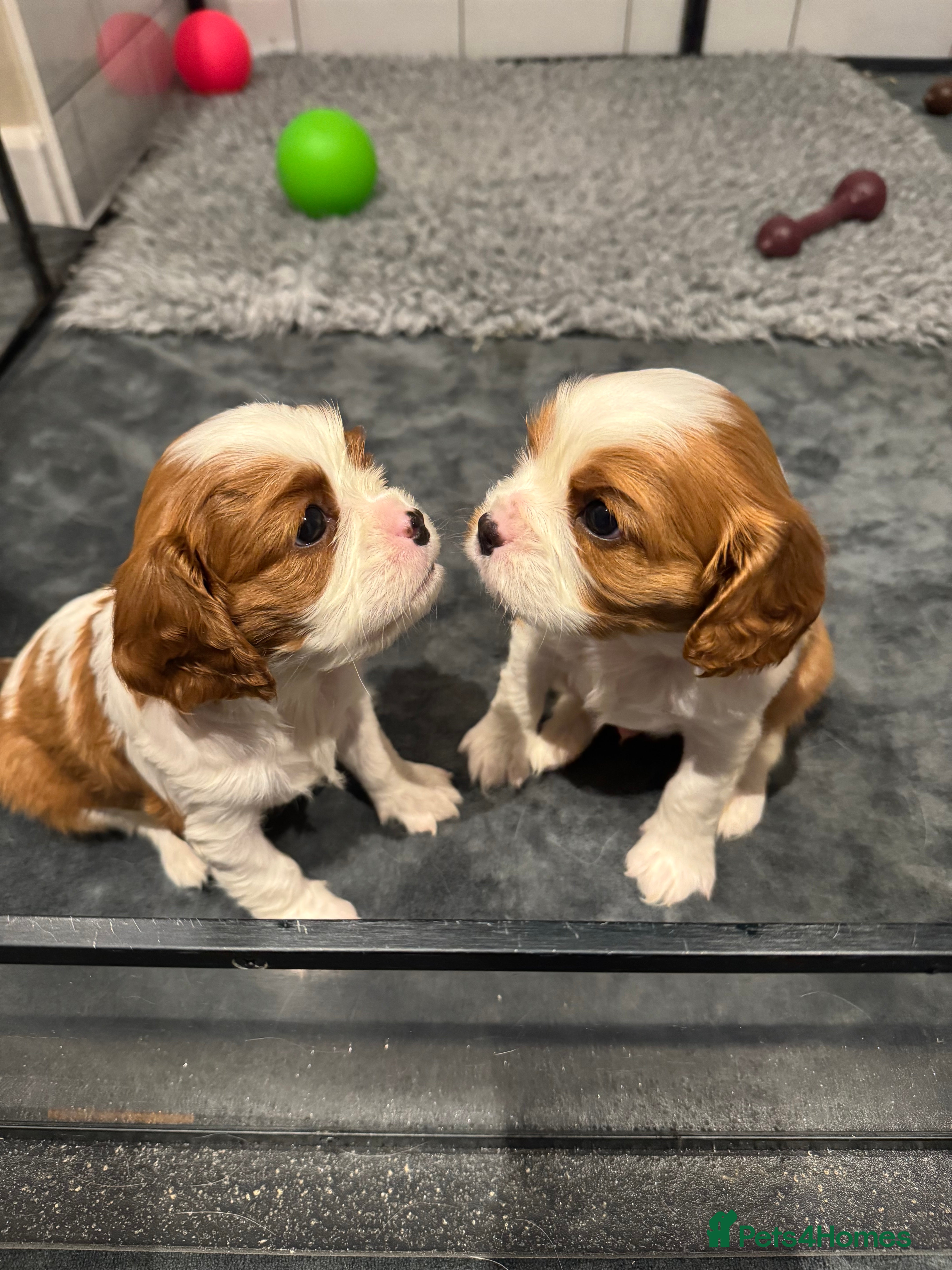 Cavalier King Charles Spaniel dogs for sale: Beautiful KC Reg and Health tested Cavalier Pups - Advert 2