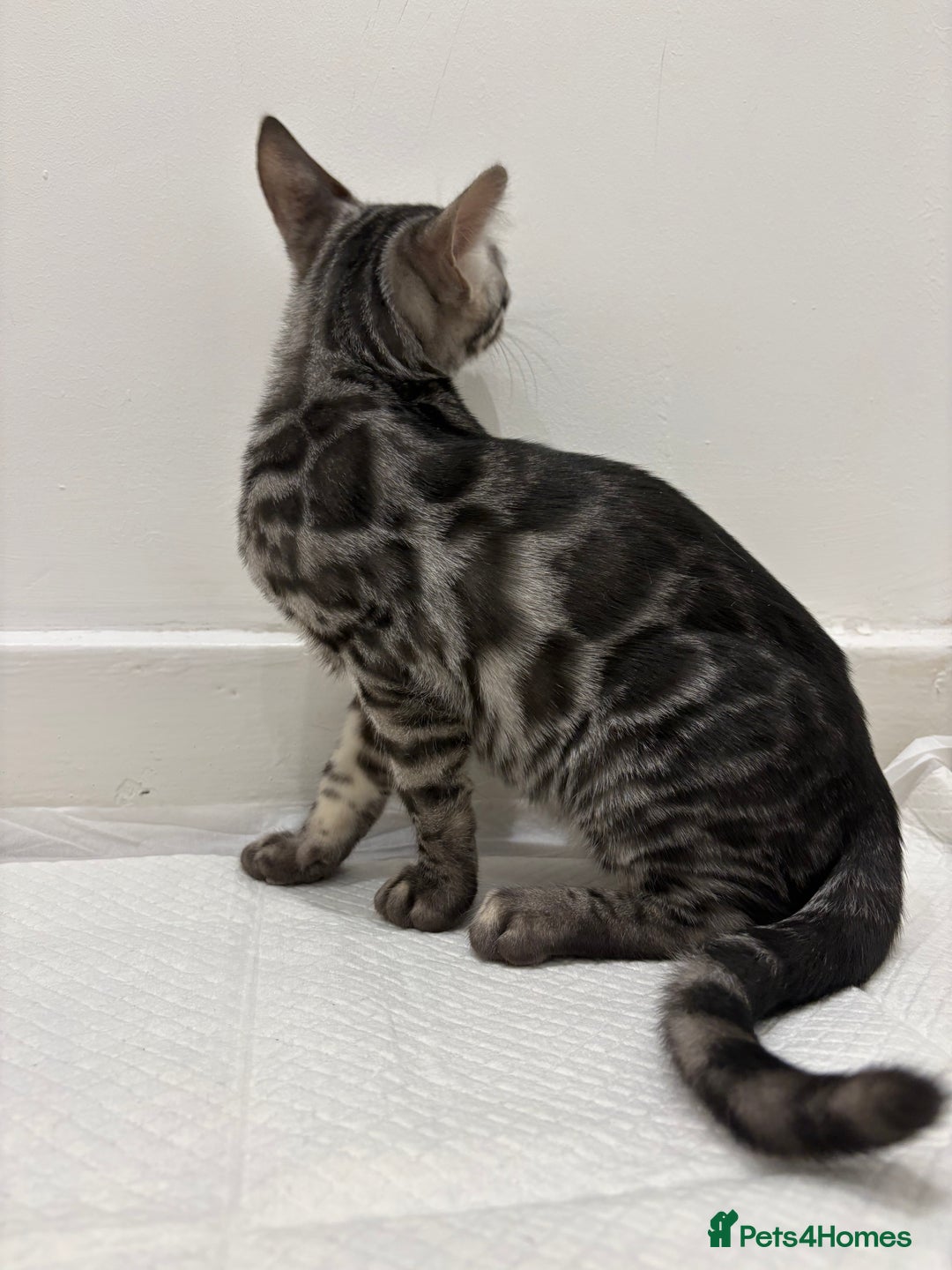 Bengal cats for sale: 2 BENGAL BOYS FOR SALE!  - Advert 3