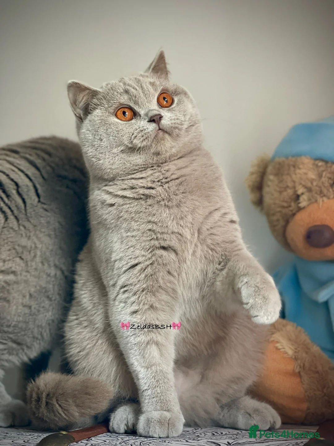 British Shorthair cats for sale: 💕Beautiful BSH lilac girl💕 - Advert 1