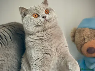 British Shorthair cats 💕Beautiful BSH lilac girl💕 - Advert 2