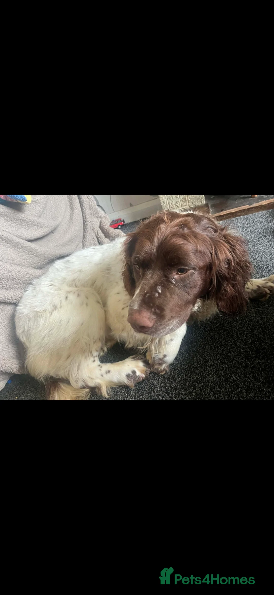English Springer Spaniel dogs for sale: Oscar Springer spaniel looking for beautiful home - Advert 2