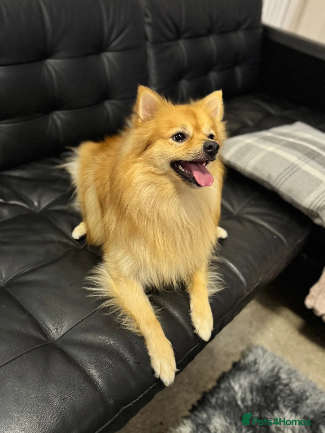 German Spitz dogs for sale: German spitz  - Advert 2