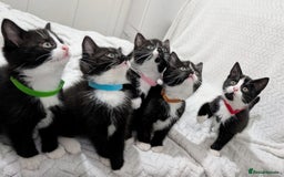 Mixed Breed cats for sale: Adorable Kittens Ready for Their Forever Homes! 💕 - Image 1