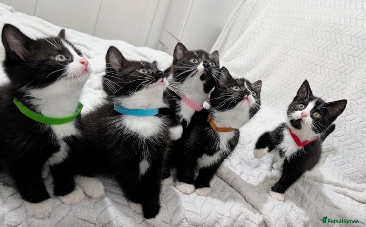 Mixed Breed cats - Advert 7