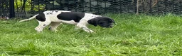 Pointer dogs for sale: English pointer puppies  in Romsey - Advert 5