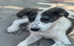 Mixed Breed dogs for adoption: ODIN, a superb young boy - for a Loving Home - Image 14