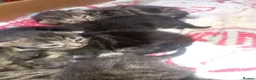 Mixed Breed cats for sale: Kittens lokking for new home in Swindon - Advert 3
