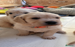 Golden Retriever dogs for sale: Golden retriever puppies  - Image 23