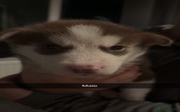 Siberian Husky dogs for sale: Beautiful husky pups 🔥 only 3 male pups left 🔥 - Advert 18