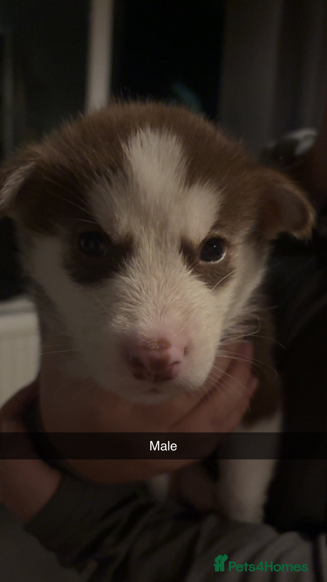 Siberian Husky dogs for sale: Beautiful husky pups 🔥 only 3 male pups left 🔥 - Advert 18