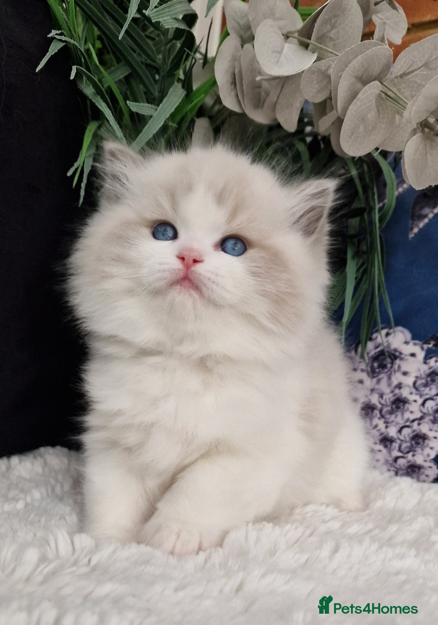 Ragdoll cats 🏆✨️Exclusive kittens from Champion parents🥇🐈 - Advert 1