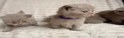British Shorthair cats for sale: Beautiful Purebred British Shorthair Kittens - Advert 17