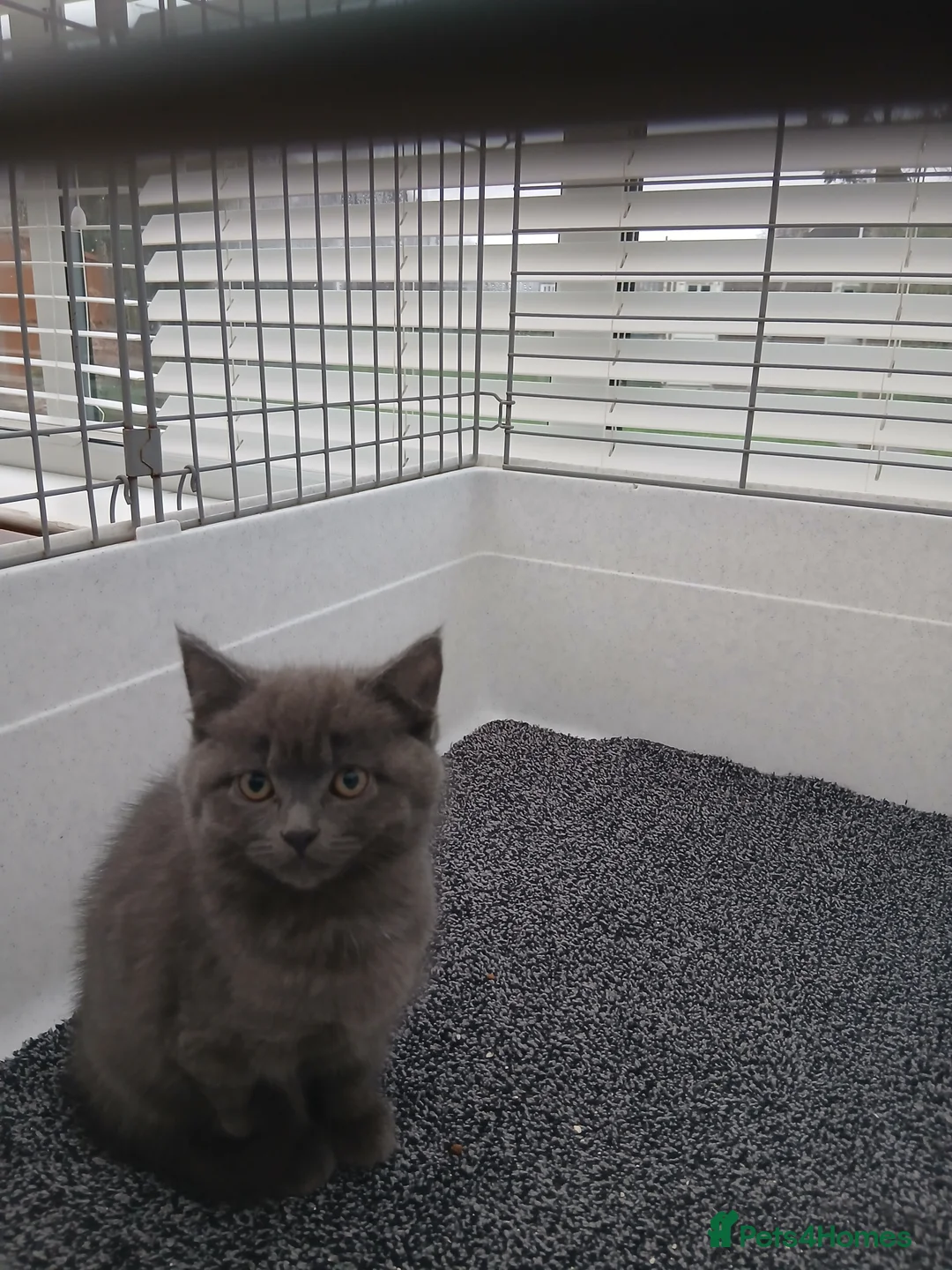 British Longhair cats for sale: British short-hair xxx - Advert 12