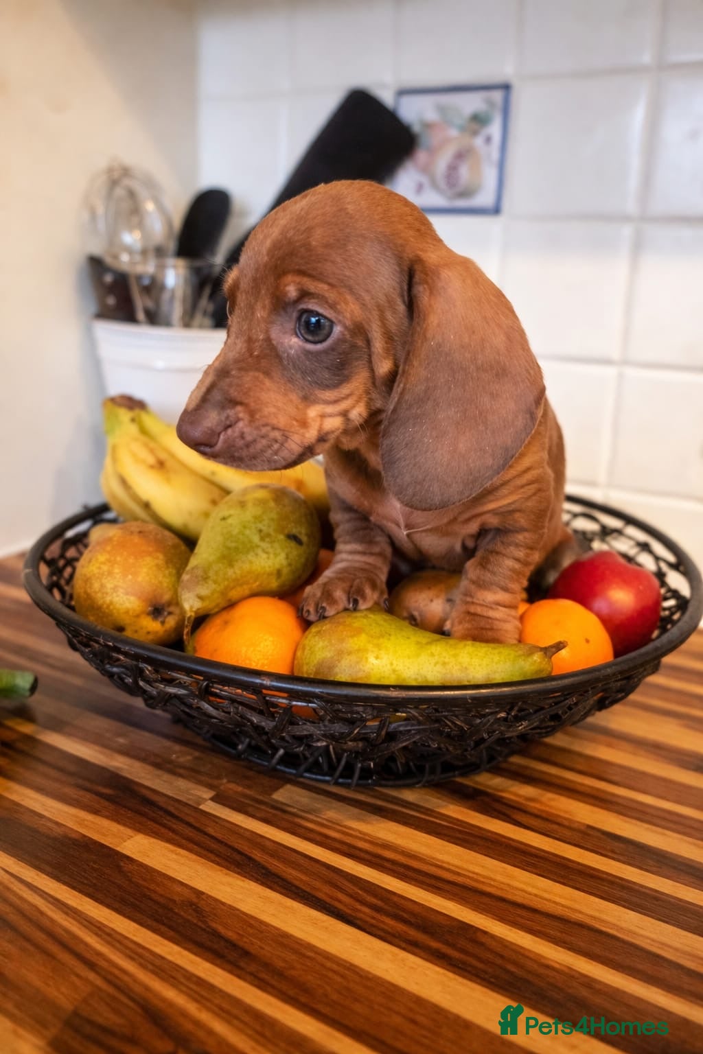 Miniature Dachshund dogs Mini dachshund puppies  - Advert 6