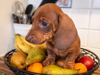 Miniature Dachshund dogs Mini dachshund puppies - Advert 6