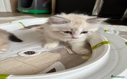 Siberian cats for sale: GCCF Registered Siberian Kitten For Sale  - Image 1