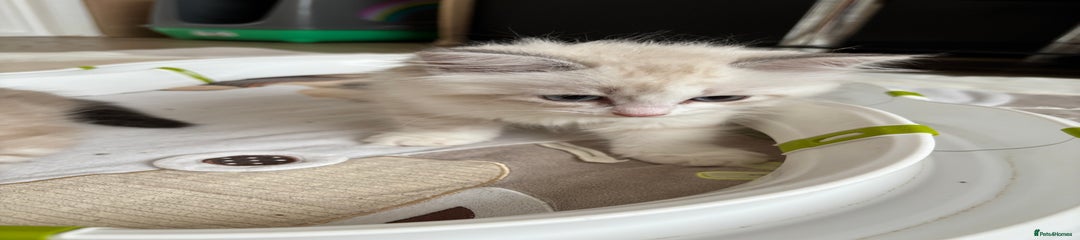 Siberian Kitten 3