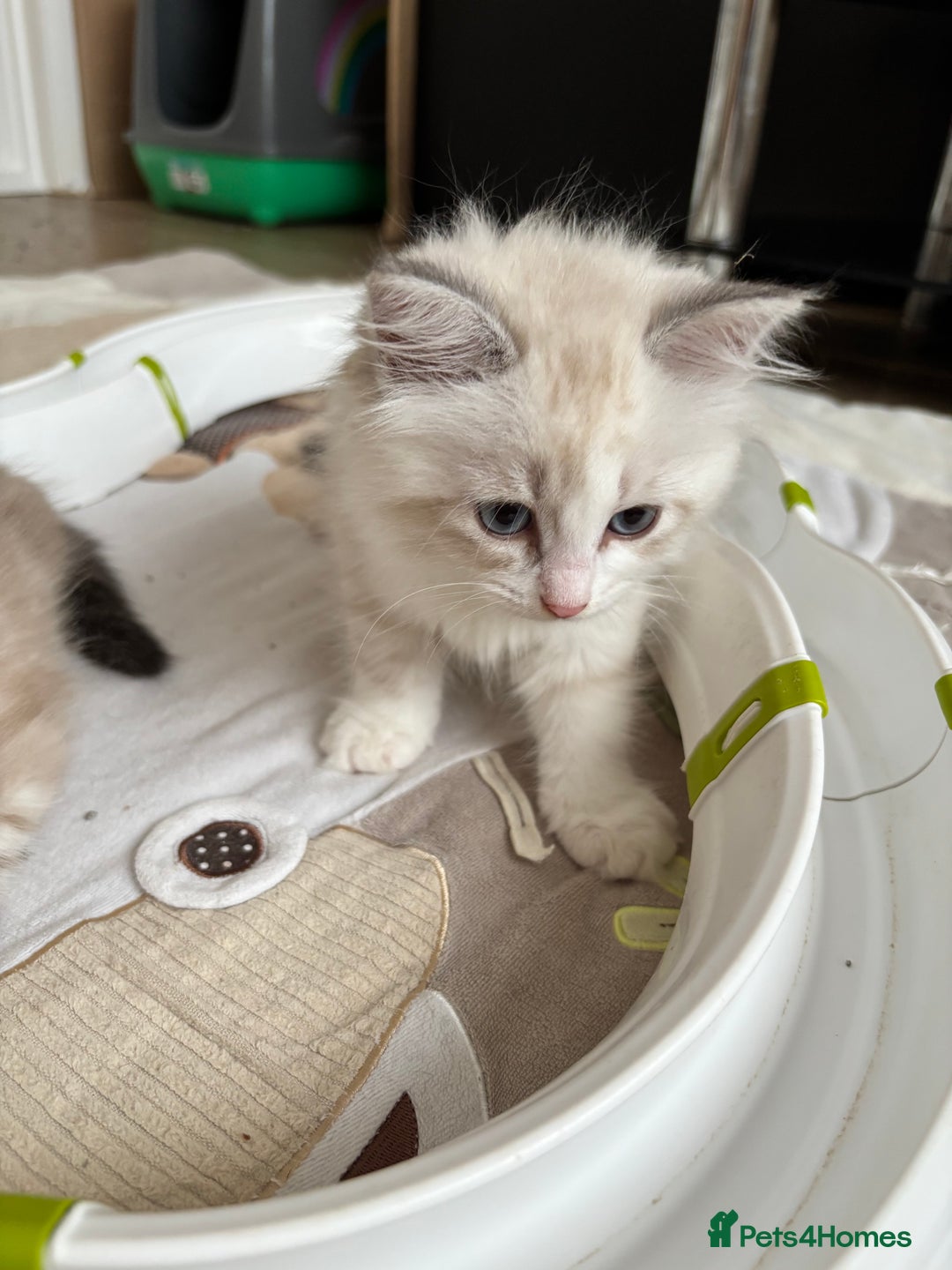 Siberian cats for sale: GCCF Registered Siberian Kitten For Sale  - Image 1