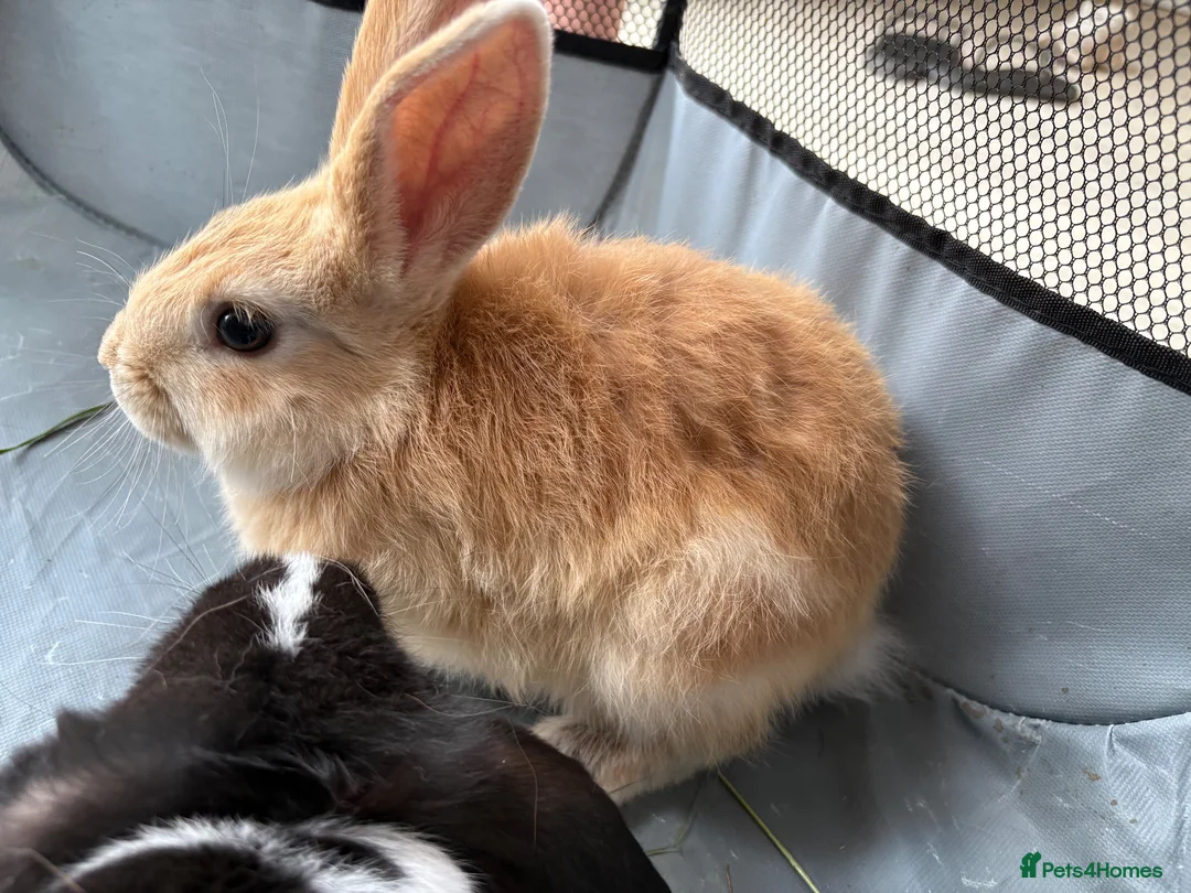 Netherland Dwarf rabbits for sale: Netherlands dwaf rabbit  in Ferryhill - Advert 3